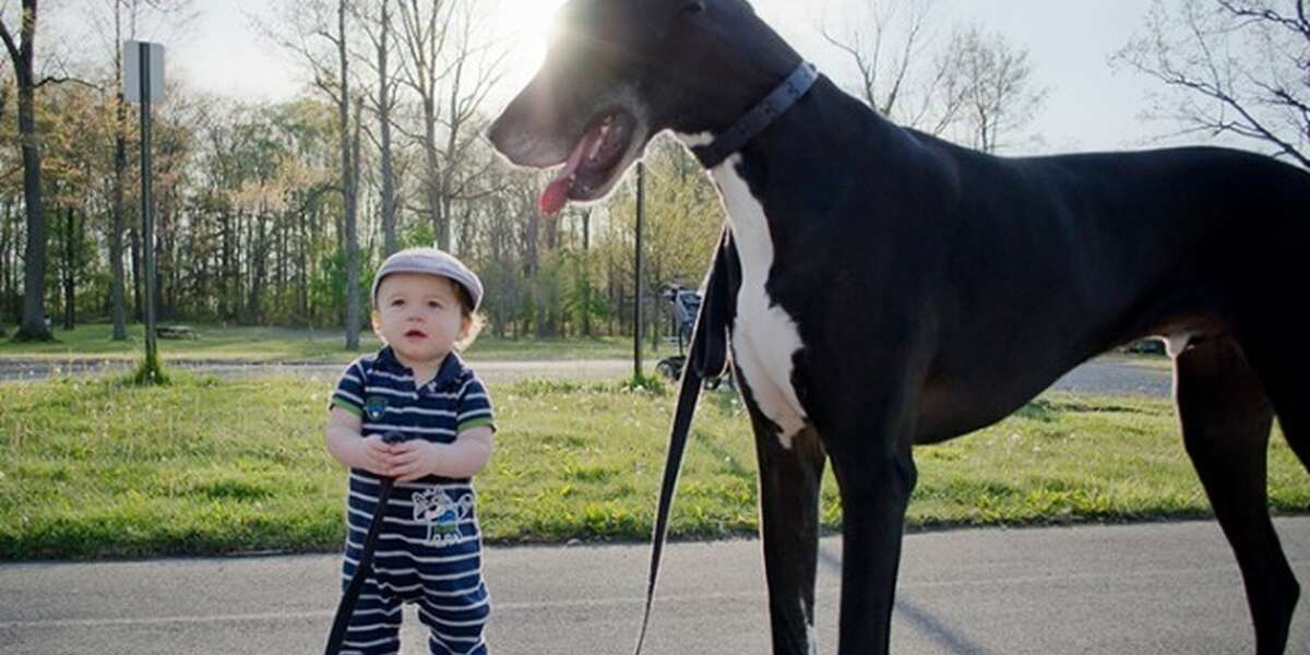 Dogs Who Are Bigger Than Their People. Much Bigger. The Dodo