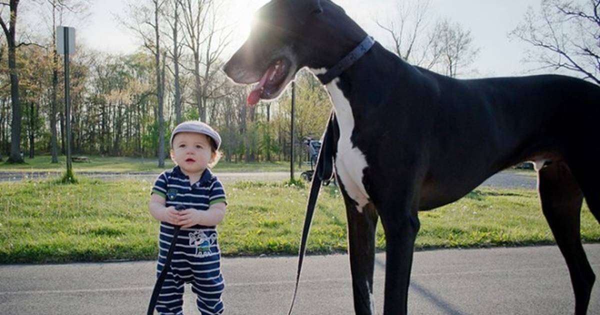 do puppies get bigger than their parents