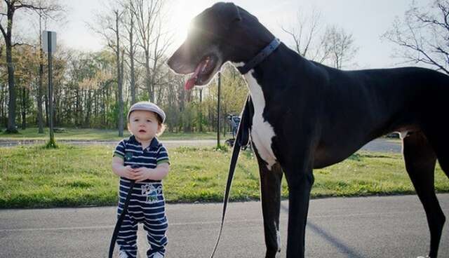 dogs-who-are-bigger-than-their-people-much-bigger-the-dodo