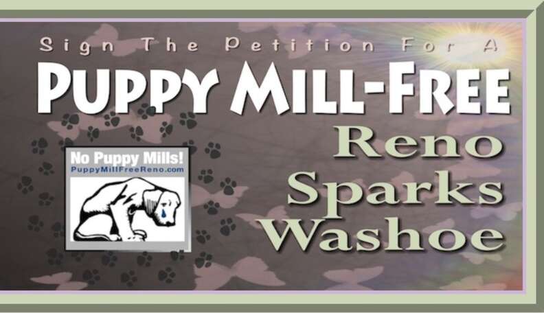 Pets r us sales puppies