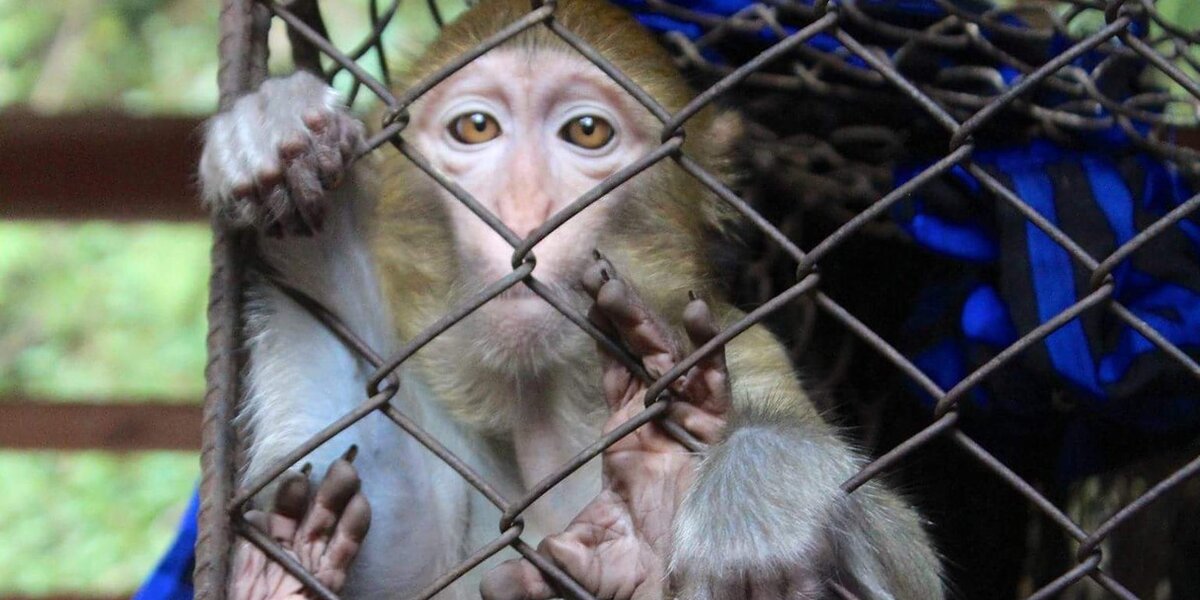 Monkey Who Spent 7 Years In Cage Now Has Her Very Own 'Palace' - The Dodo