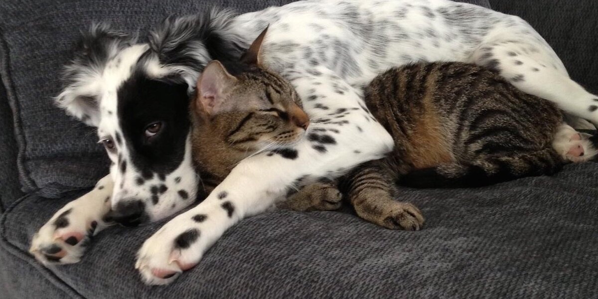 Puppy eating cat store litter