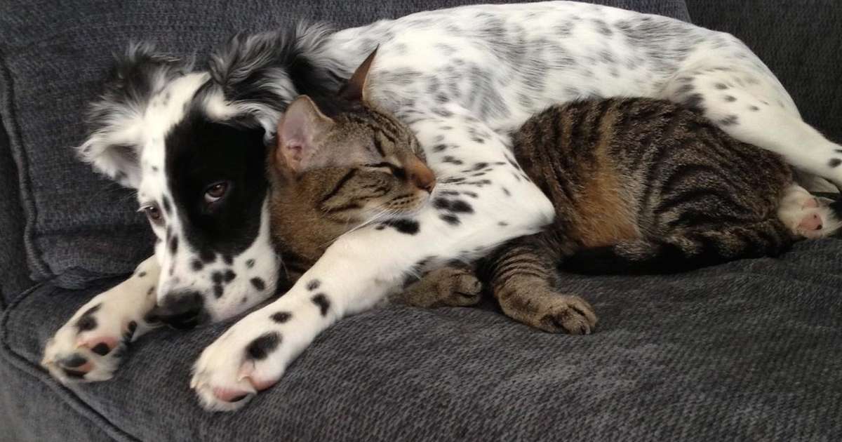 dog eating kitty litter