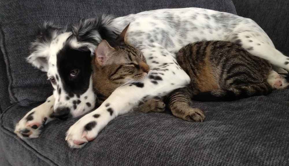 coprophagia home remedies