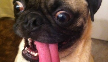 my dog eats cat litter