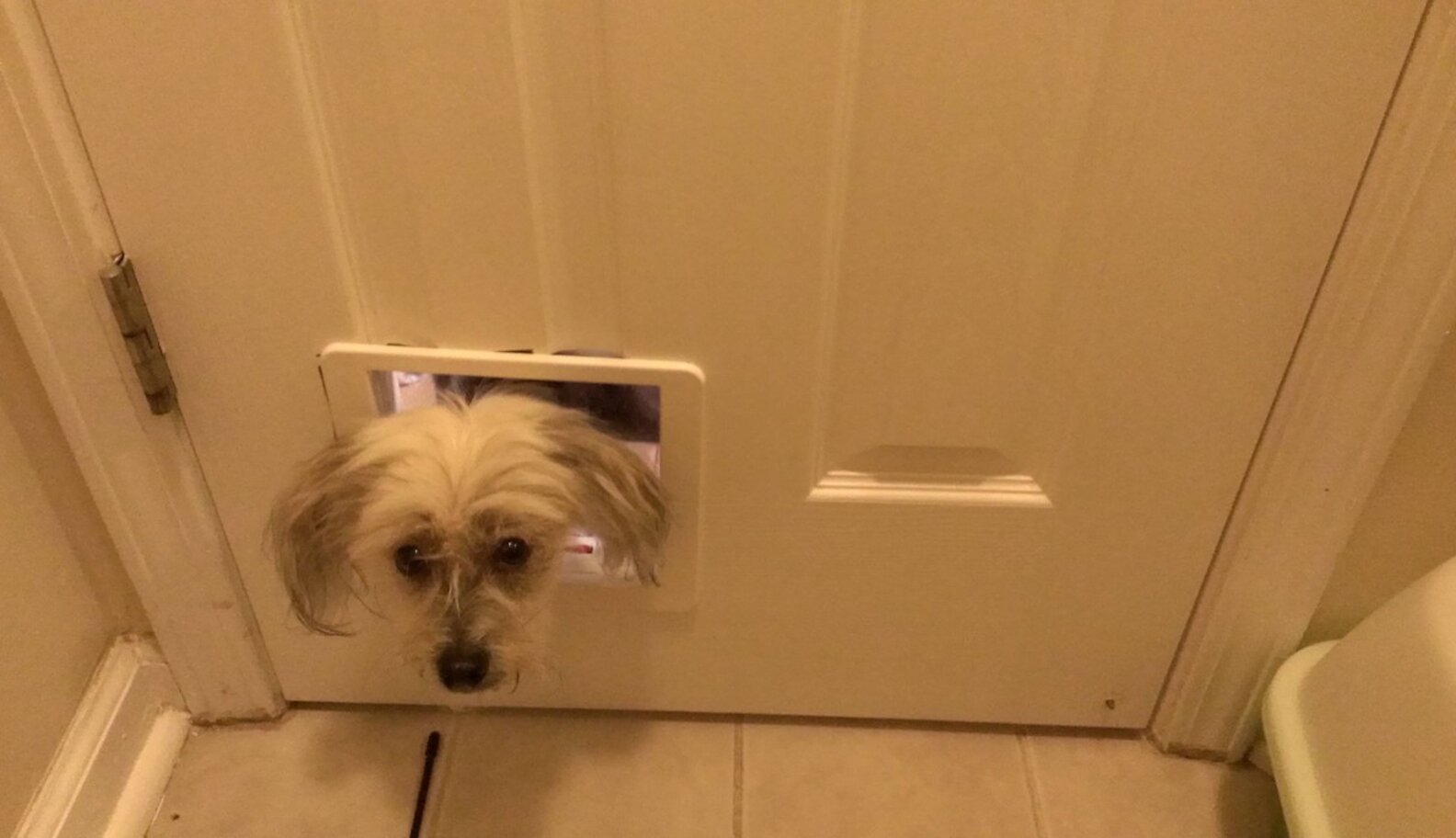 How To Get Your Dog To Stop Eating Kitty Litter Already The Dodo