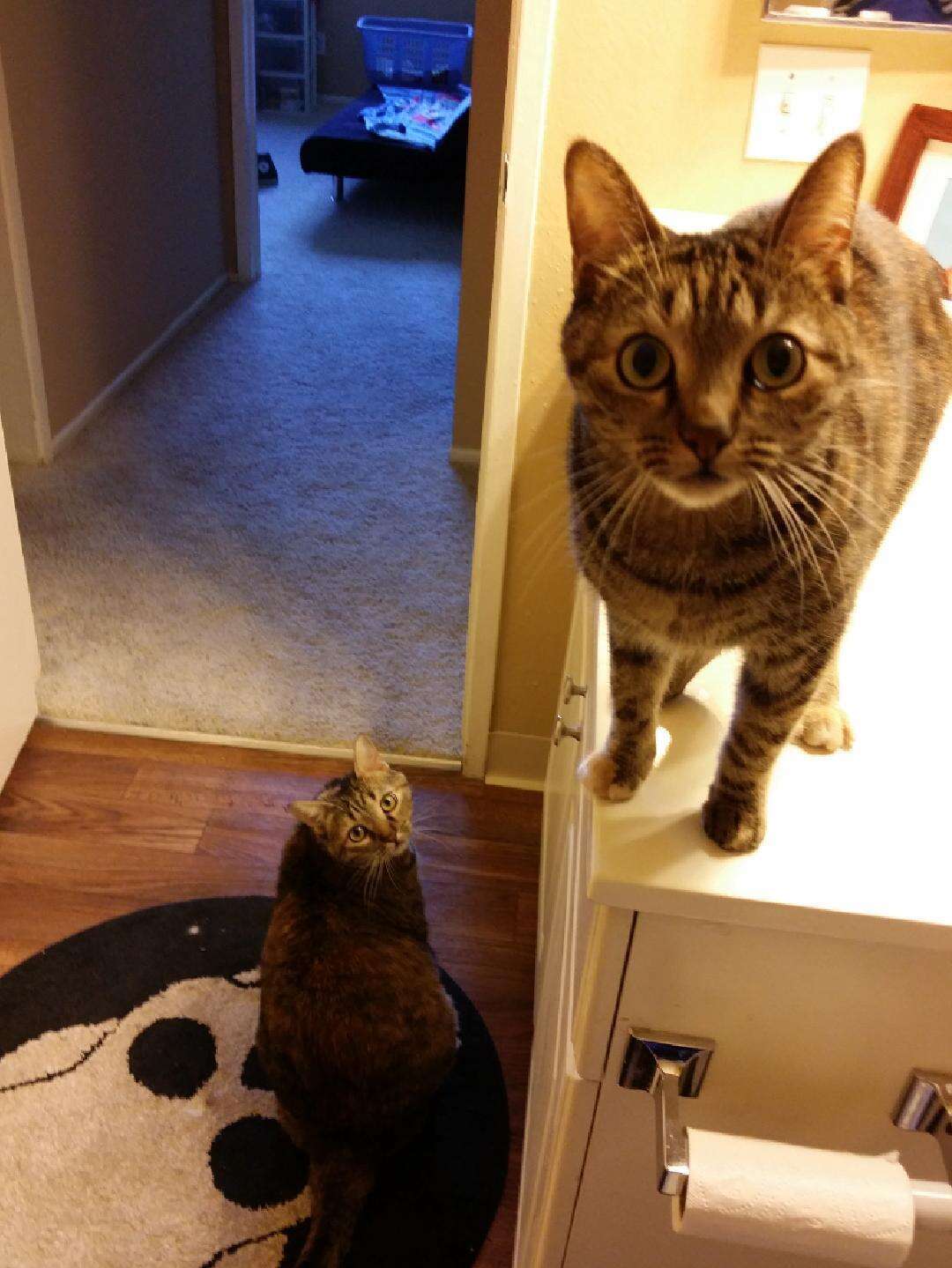 dog eating kitty litter