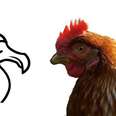 Chickens And Dodos -- Not As Different As You’d Think