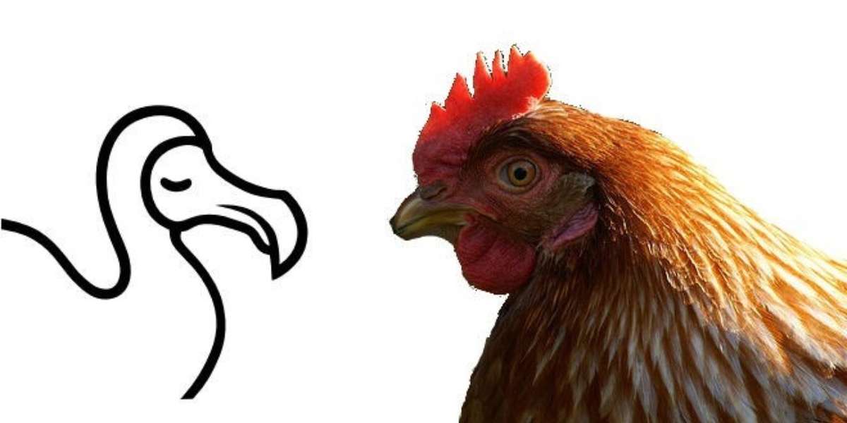 Chickens And Dodos Not As Different As You’d Think The Dodo