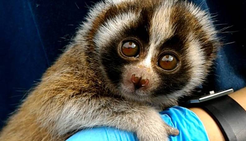 Traumatized Baby Loris Clings To His Rescuer For Comfort The Dodo