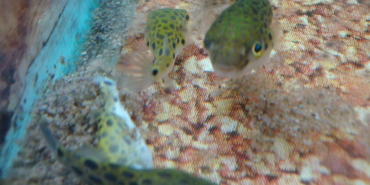 Walmart with pet shop fish near me