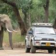 Elephant Shot In Head Asks People For Help