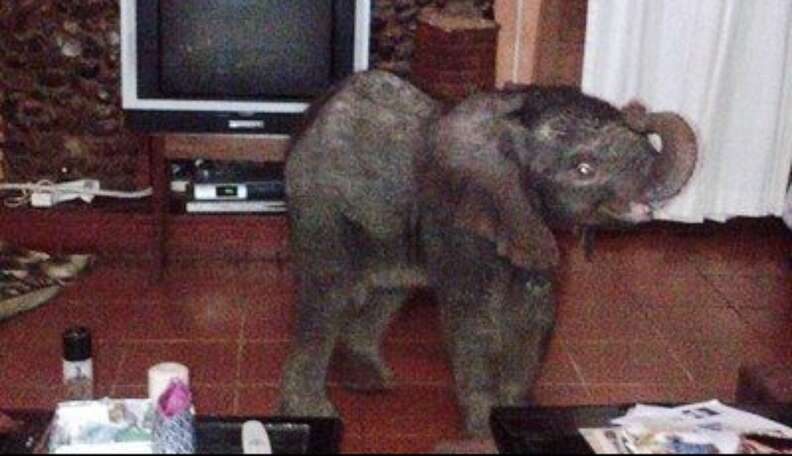 Lost Baby Elephant Returned To Mom After Wandering Into Woman's Garden  Patch - The Dodo