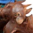 Palm Oil Is Destroying These Animals' Homes