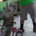 Chained Monkeys Forced To Perform The Same Tricks Over And Over