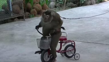 Chained Monkeys Forced To Perform The Same Tricks Over And Over - The Dodo