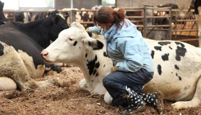 cow s ear postures