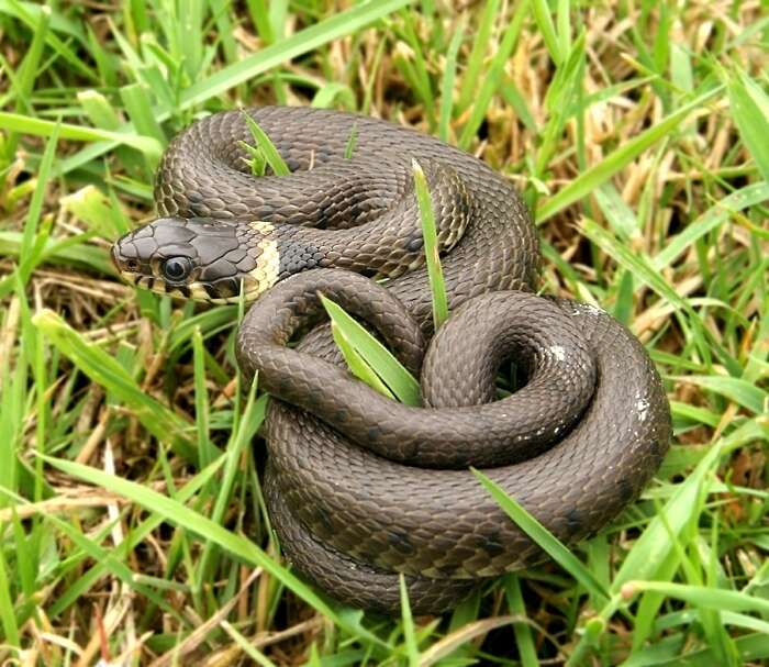 can grass snakes hurt dogs