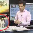 Stray Kitten Walks Into TV Studio And Introduces Himself On Air