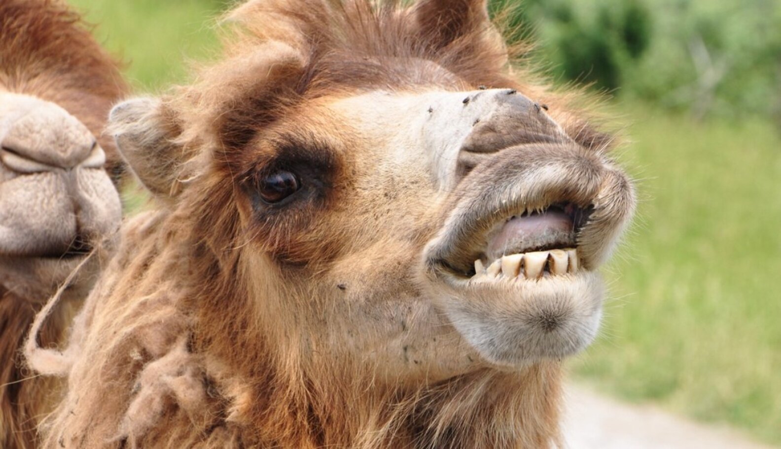 7 Of The Cutest Animal Smiles Ever The Dodo