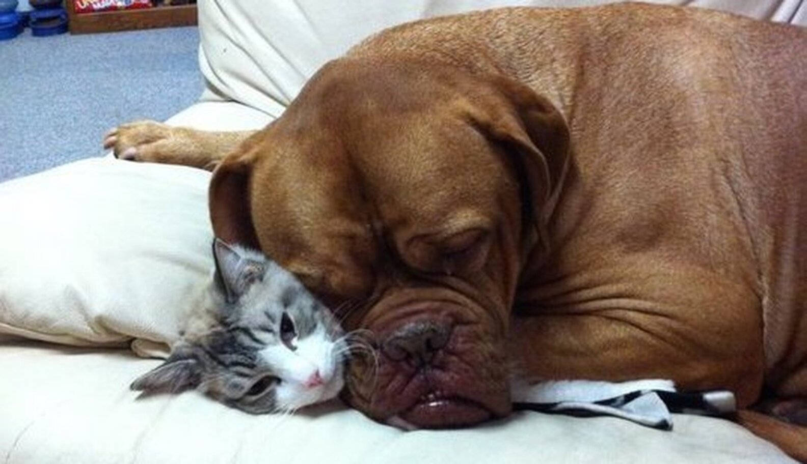 12 Dogs Who Are Smothering The Cat With Their Love The Dodo