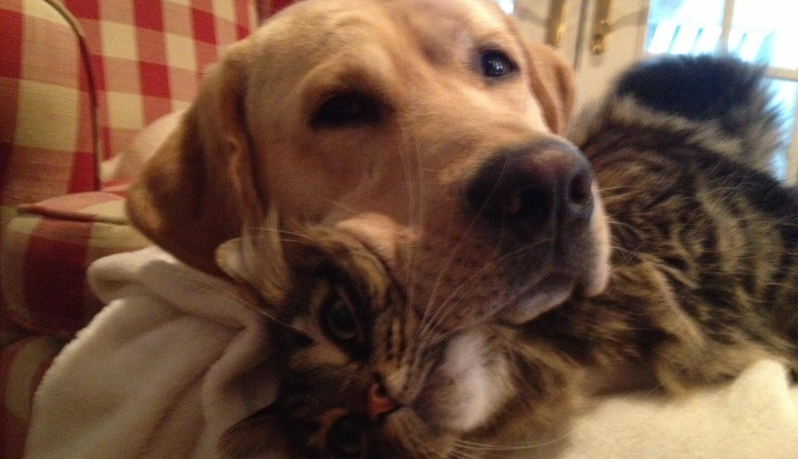 12 Dogs Who Are Smothering The Cat With Their Love The Dodo