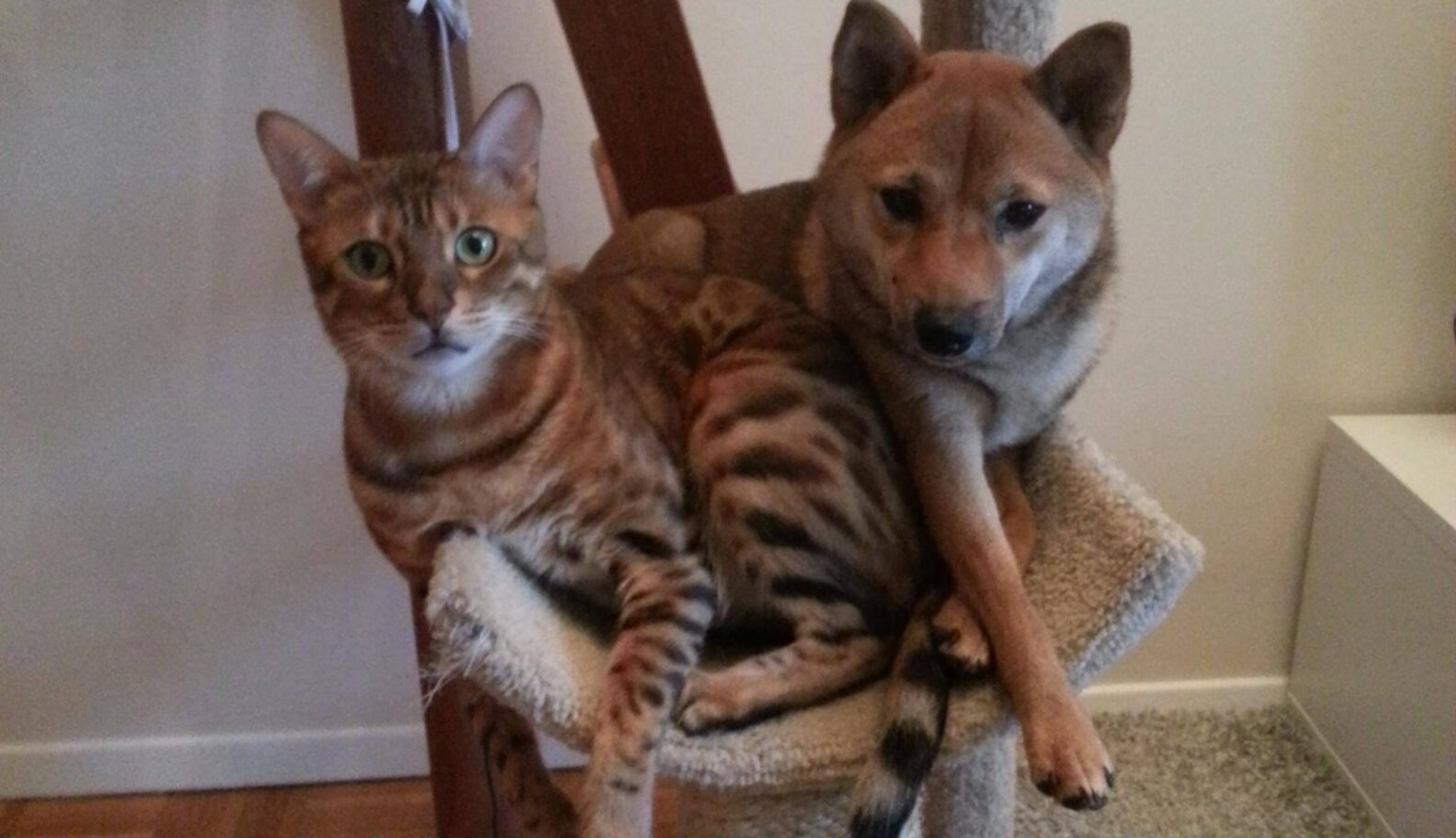 12 Dogs Who Are Smothering The Cat With Their Love The Dodo