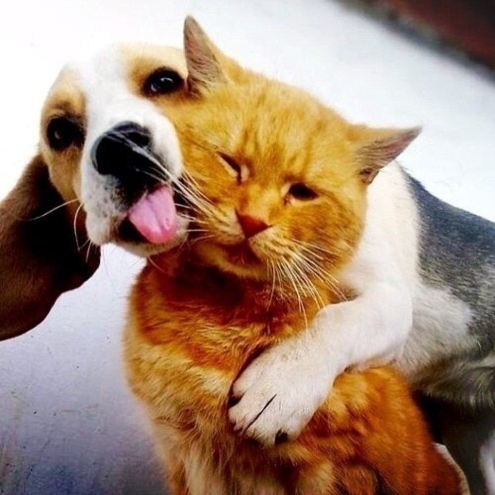12 Dogs Who Are Smothering The Cat With Their Love The Dodo