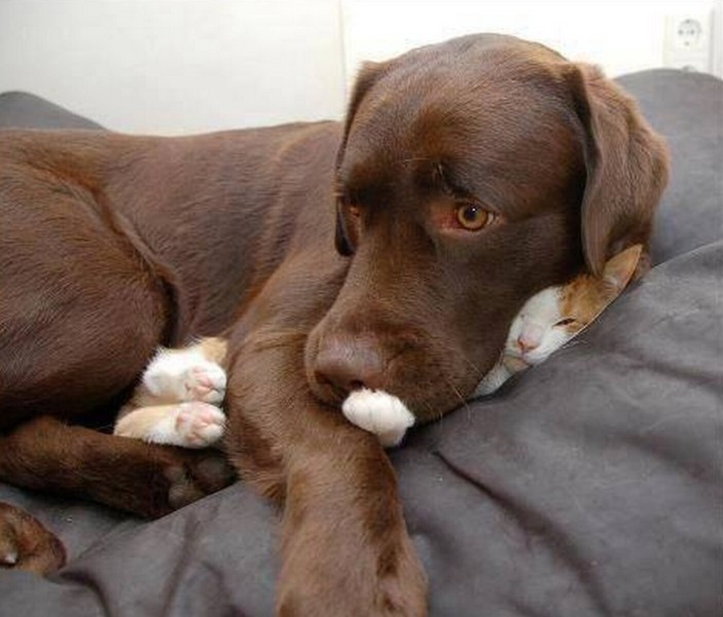 12 Dogs Who Are Smothering The Cat With Their Love The Dodo