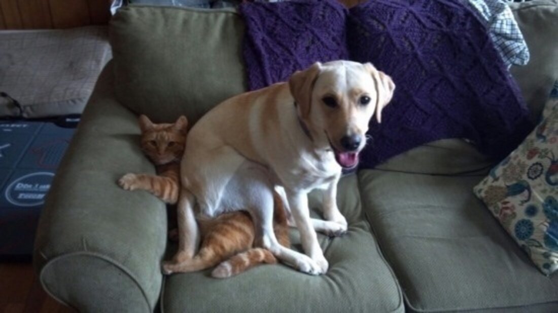 12 Dogs Who Are Smothering The Cat With Their Love The Dodo