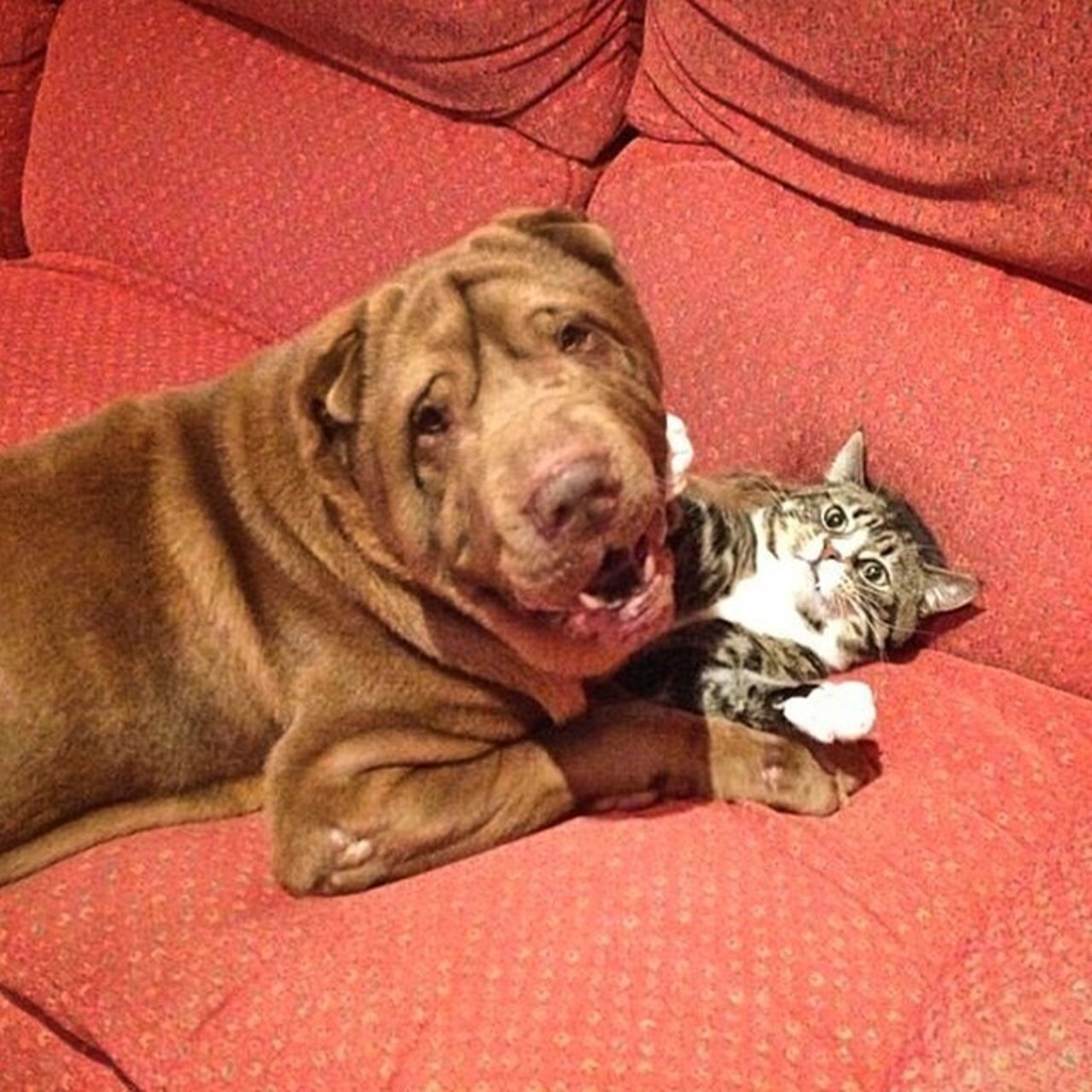 12 Dogs Who Are Smothering The Cat With Their Love The Dodo