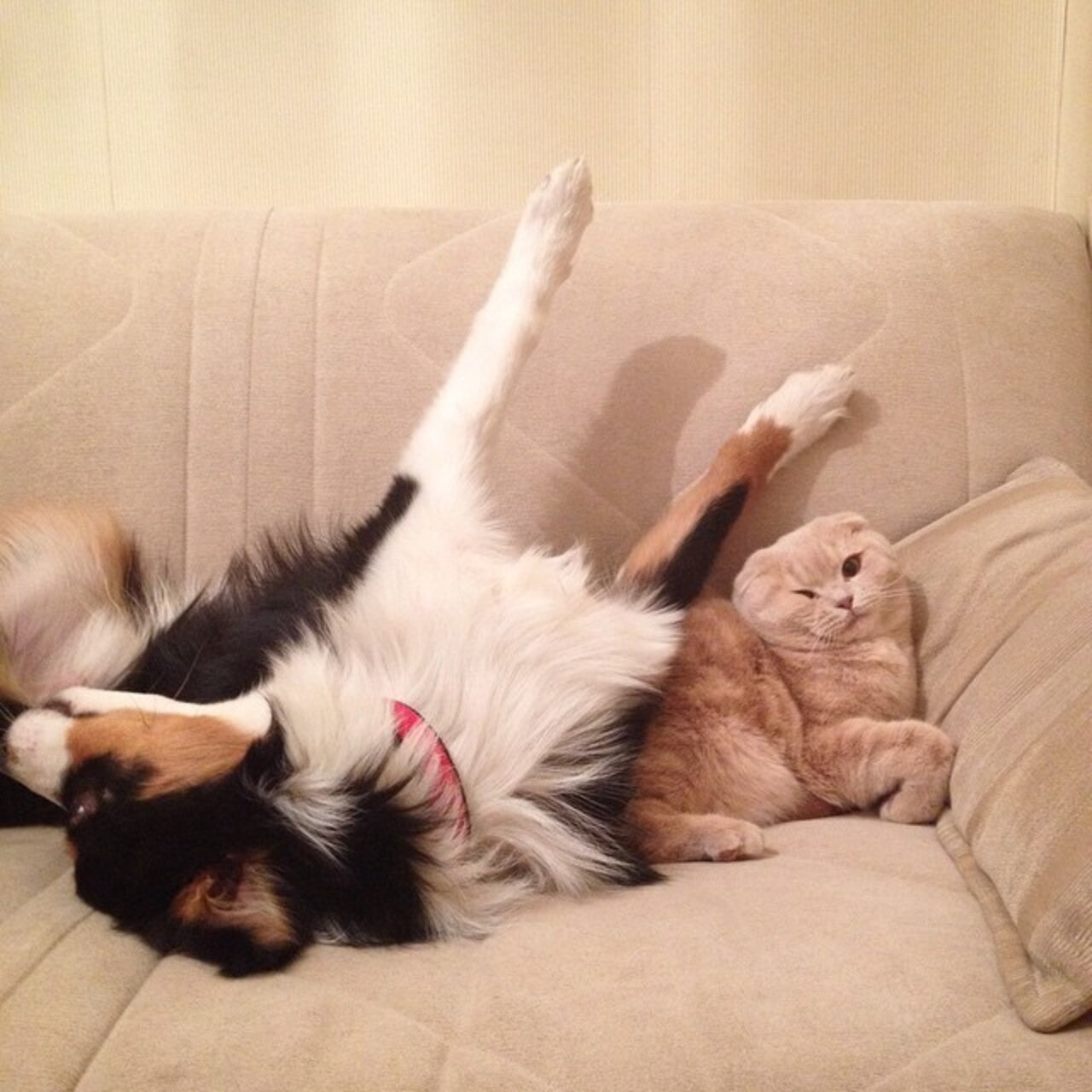 12 Dogs Who Are Smothering The Cat With Their Love The Dodo
