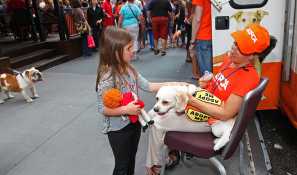 6 Ways To Choose The Right Shelter Dog For You The Dodo