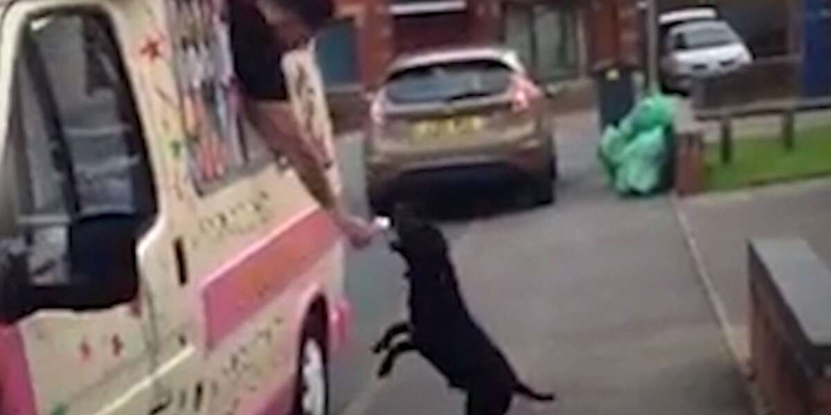My Dog Got Ran Over By An Ice Cream Truck