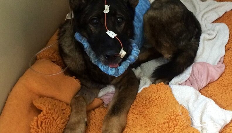Cop Adopts Police Dog Who Was Shot In The Line Of Duty - The Dodo