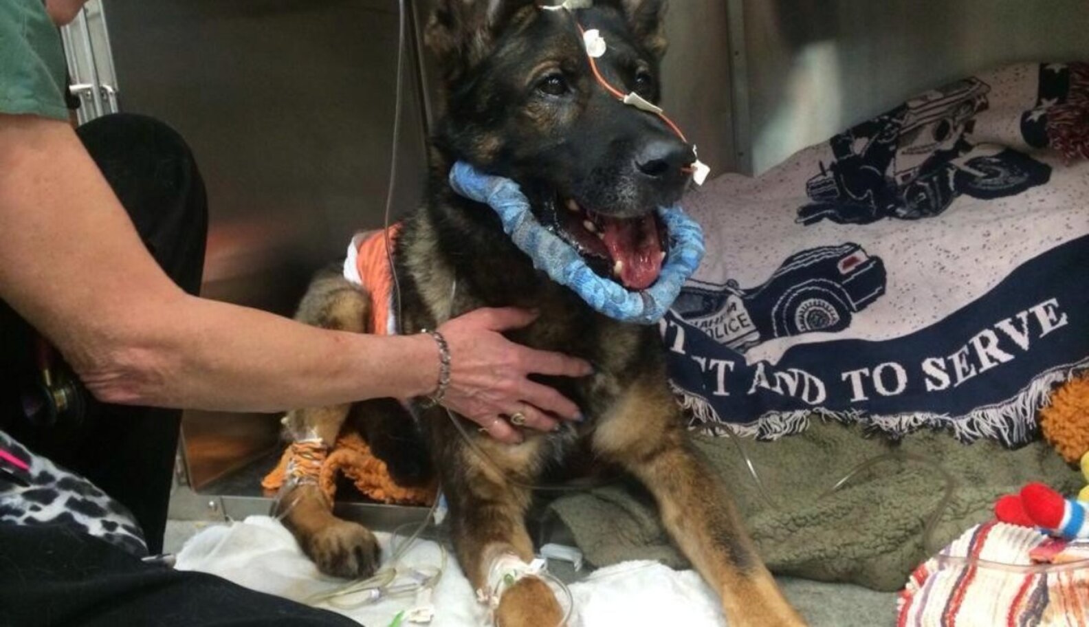 Cop Adopts Police Dog Who Was Shot In The Line Of Duty - The Dodo
