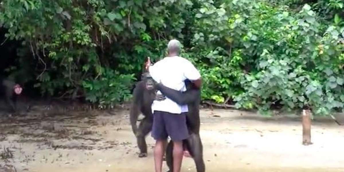 Chimps Abused By Humans Still Have Remarkable Ability To Love The Dodo