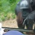 Chimp Asks People To Open His Cage