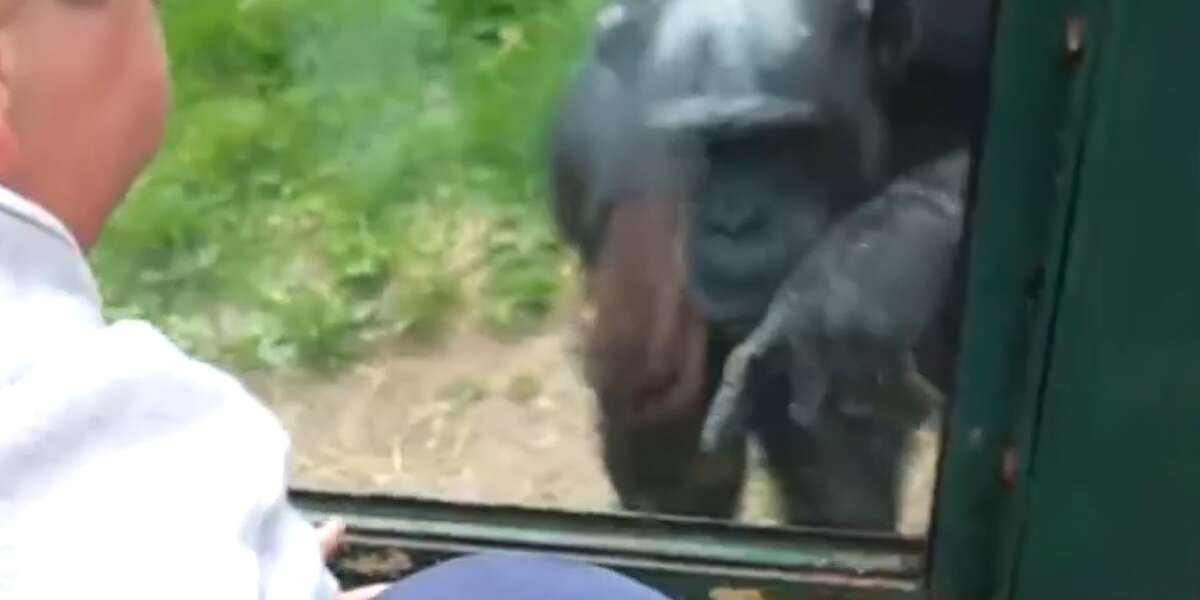 Chimp Asks People To Open His Cage - The Dodo