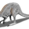 Giant One-Toed, Rabbit-Faced, Sloth-Like 'Roos Once Roamed Earth