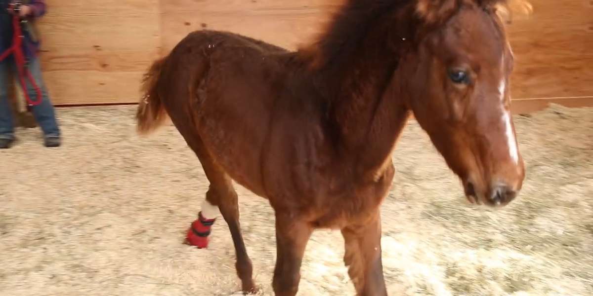 Baby Horse Gets A New Leg So He Can Walk - The Dodo