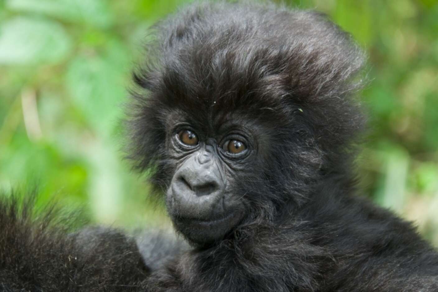 These 24 Gorilla Babies Are The Most Adorable Reasons To Celebrate ...