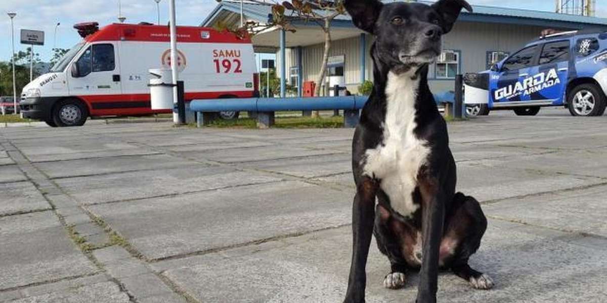 Loyal Dog Still Waiting Outside Hospital 8 Months After His Owner Died ...
