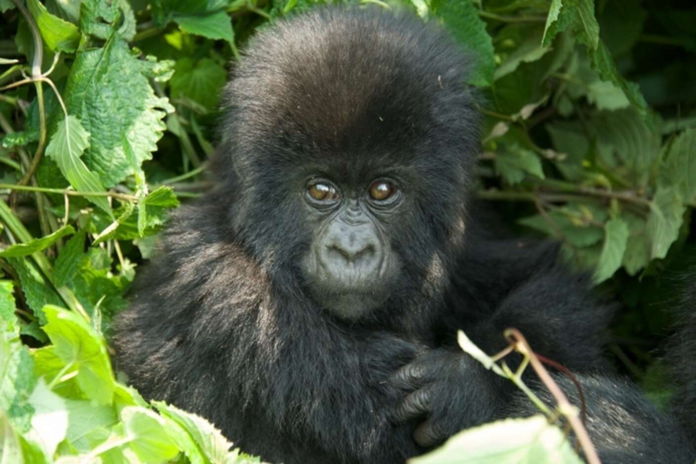 These 24 Gorilla Babies Are The Most Adorable Reasons To Celebrate ...