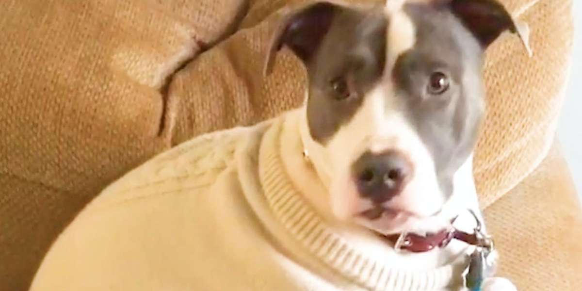 These Pit Bulls In Sweaters Are The Cutest The Dodo