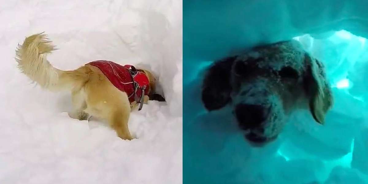 Dog Pokes His Head Through Snow To Save People From Avalanche The Dodo