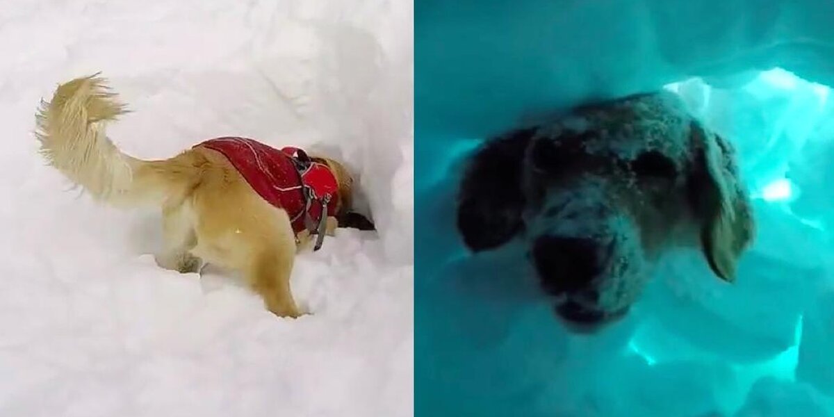 Avalanche Dogs: Colorado's Unsung Heroes