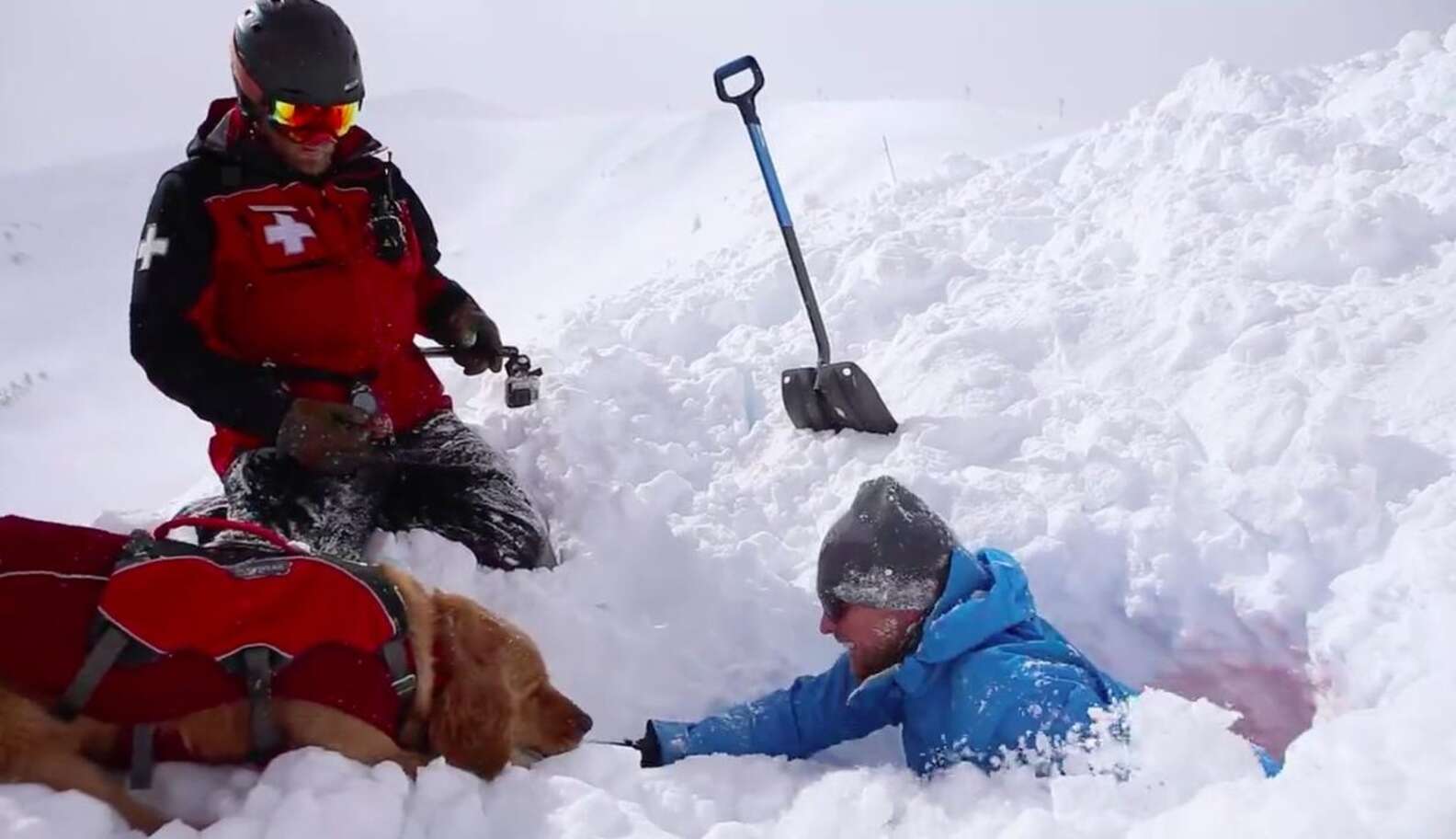 Dogsnow Rescue Dog Pokes His Head Through Snow To Save People From Avalanche - The Dodo