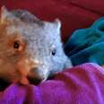 Baby Wombat Can't Get Enough Snuggles