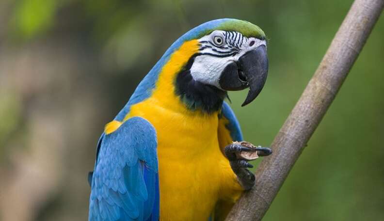 10 Of The Greatest Zoo Animal Escapes - The Dodo 10 Of The Greatest Zoo Animal Escapes - The Dodo